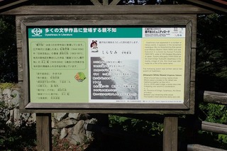 P8232600-s