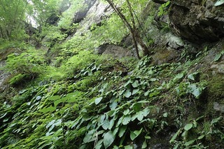 P7166510白龍の滝左岸2-s