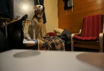 ブログ犬1