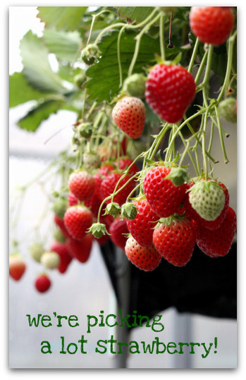 berry