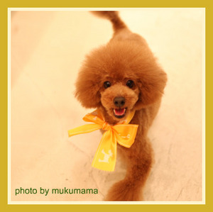 moco mukumama