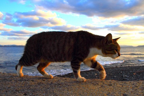 相島の猫