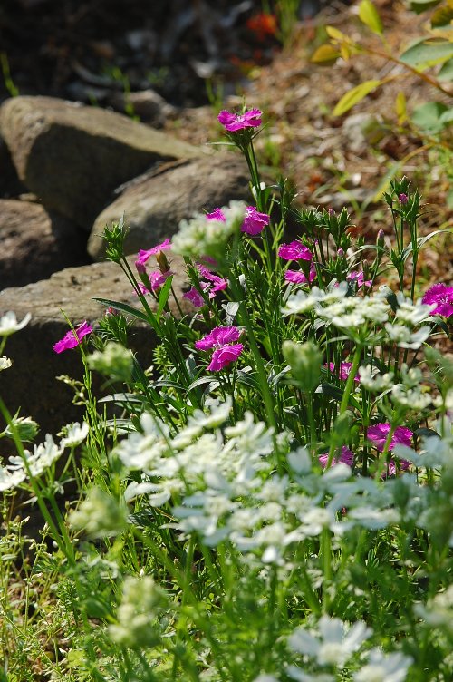 五月の花壇と寄せ植え 山里の暮らし