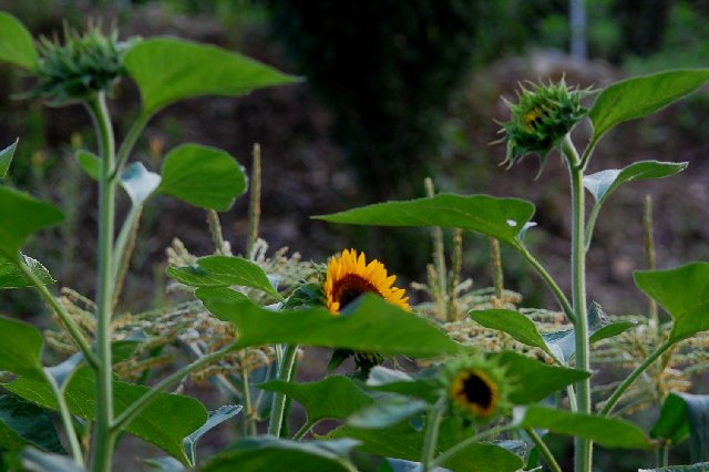2017_07_07-12