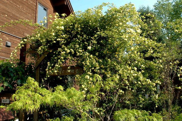 モッコウバラは花後から８月までが剪定の適期 山里の暮らし