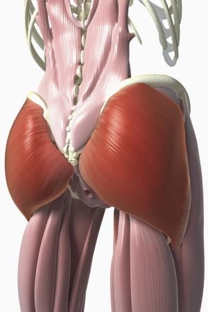 美尻は大殿筋や中殿筋gluteus_maximus17