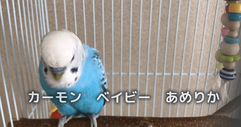 Da Pumpの U S A を歌ったインコ テレビに出ました の報告 そして 崩れゆくｕ S A 動画 猫よっといで 動物みんなよっといで Come On Catsandanimals