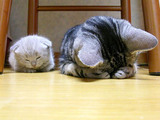 もうダメ、泣きたい