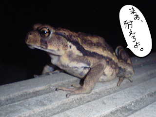 ふくらはぎが痛い と カエルに言ってみる 病葉 わくらば