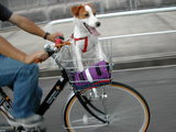 自転車