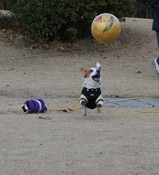 ボール