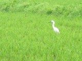 �Ĥ�ܤ���Υ��饵��