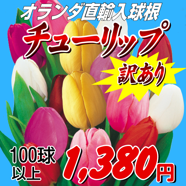オランダ直輸入チューリップ球根100球セット