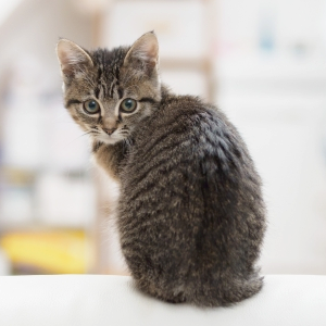 cat_s
