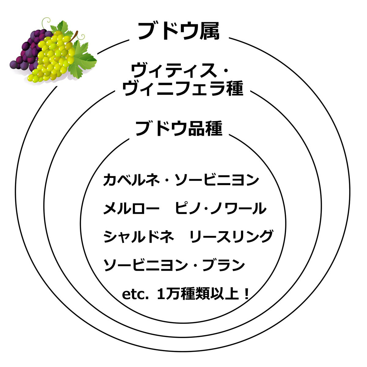 ワイン用のブドウはヴィティス・ヴィニフェラ！その中に1万種類以上の 