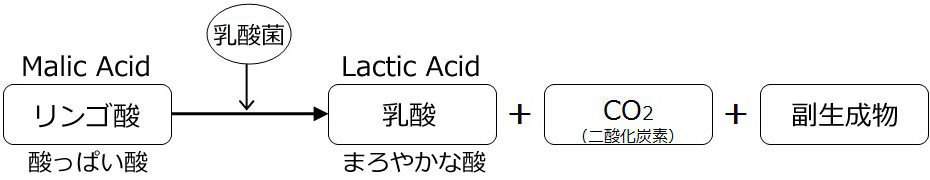 発酵 マロ ラク ティック
