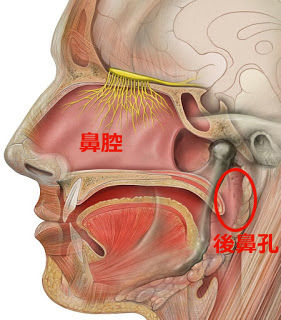 Olfactory nerve