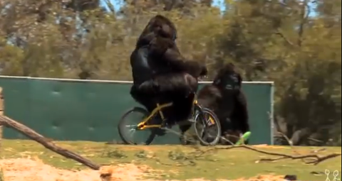クロスバイクぼく「下り坂だぜ！ヒャッハー！速えええええ！！！｣