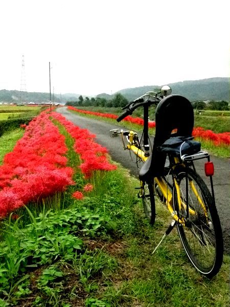益城町、木山川の彼岸花