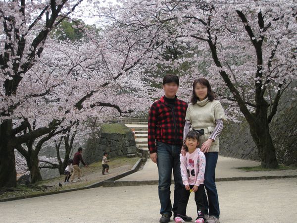 熊本城のサクラ、2011年