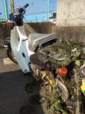 水没していたカブ