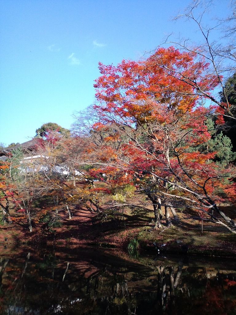 京都のなんとか寺