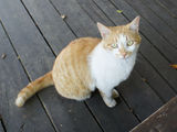 榎本の猫1