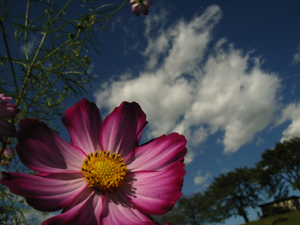 花空