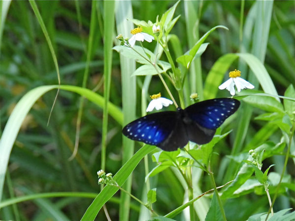 ツマムラサキマダラ 南国の蝶 : 今日の一枚 しばたのブログ