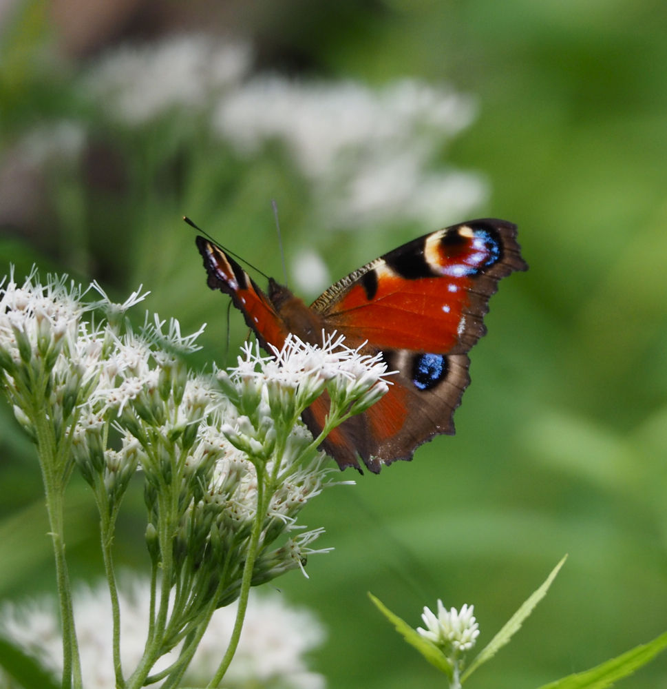 富士山で蝶(5) ヒヨドリバナの谷 今日の一枚 しばたのブログ