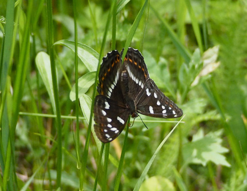 蝶標本 オオイチモンジ♀ 北海道南限地産・層雲峡産 良品 ⭐️ひで