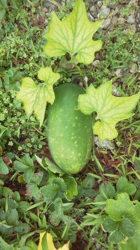 P1000055