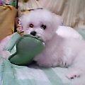 MIX犬