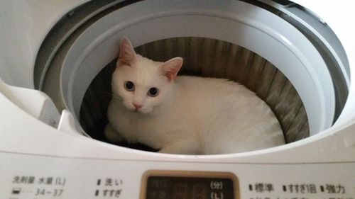 洗濯機ニャー