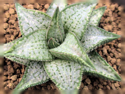 BP』ハオルチア 唐草紋寿 銘品紹介 : カクタス・ニシの業務日誌Vol.2