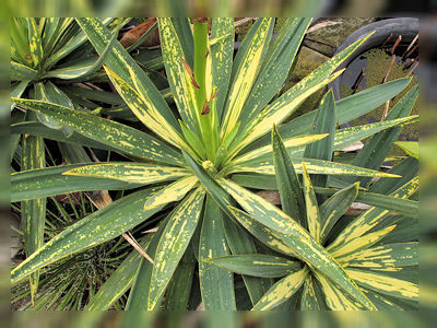 ユッカ散り斑 EDG'S blog | SSブログ