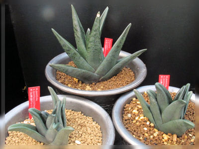 ハオルチア ソルディダ 実生4本植え (多肉植物・サボテン) ハオルチア