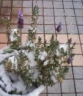 snow
