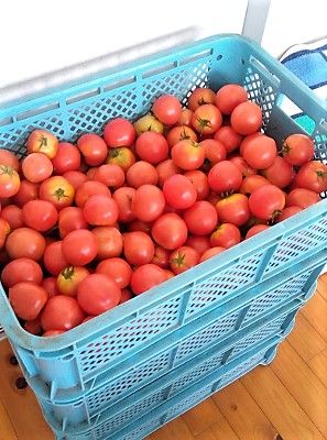 トマトのご寄付