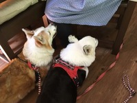 ナナ&フーちゃん