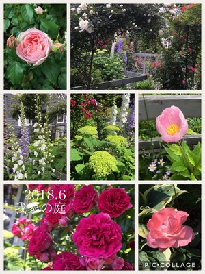 2018/6月下旬庭
