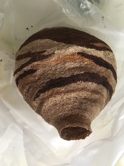 スズメバチの巣