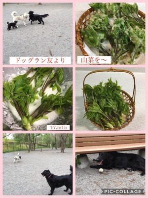 ドッグラン友より山菜を
