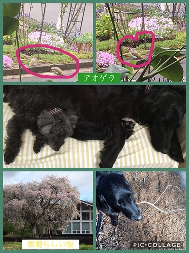 アオゲラと桜