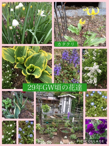 庭の花