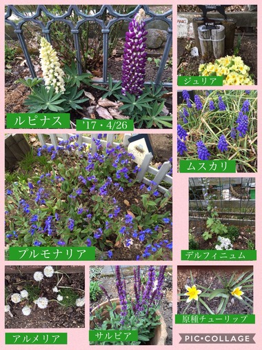 ’17・4/26今日の庭