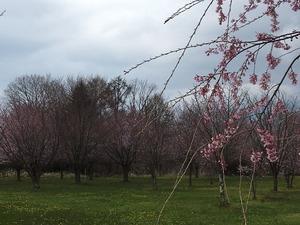 塵芥処理場の桜