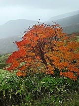 8323e395.jpg