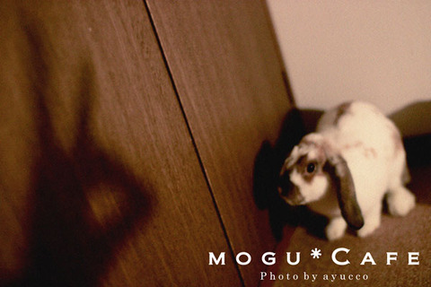 mogu100