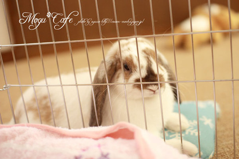 mogu15